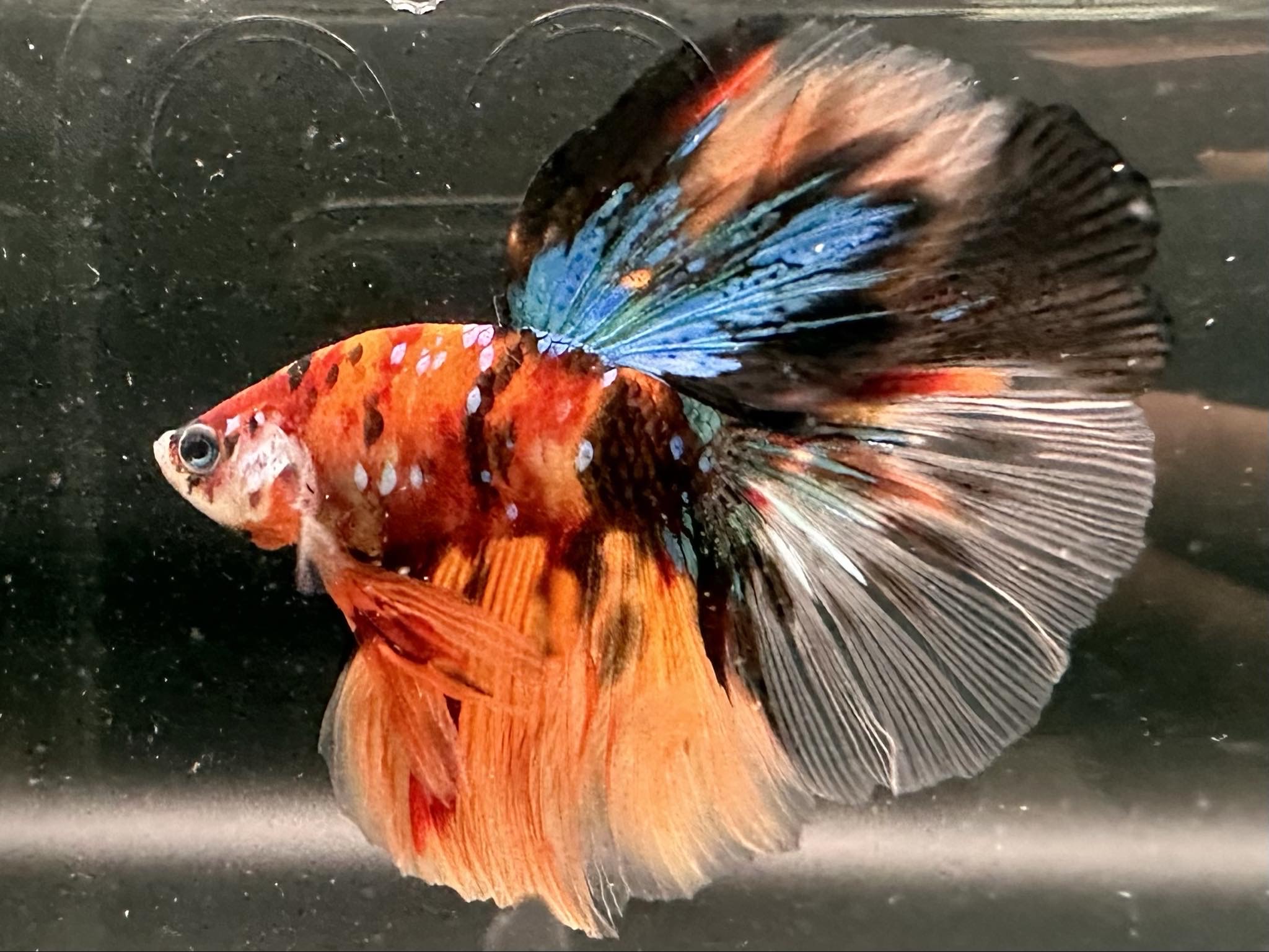 betta1060