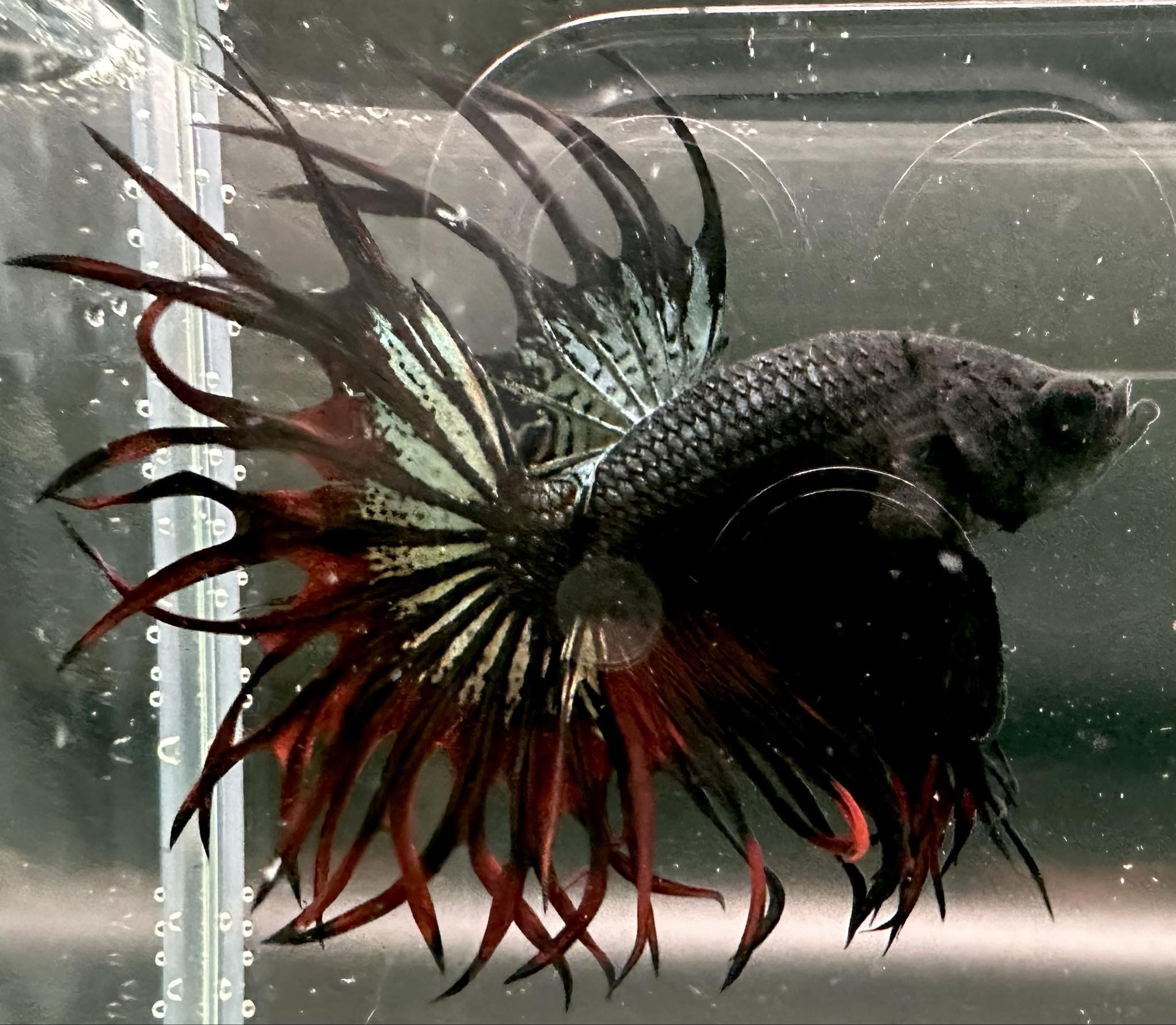 betta1055