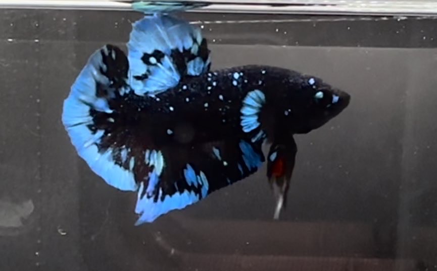 betta1054
