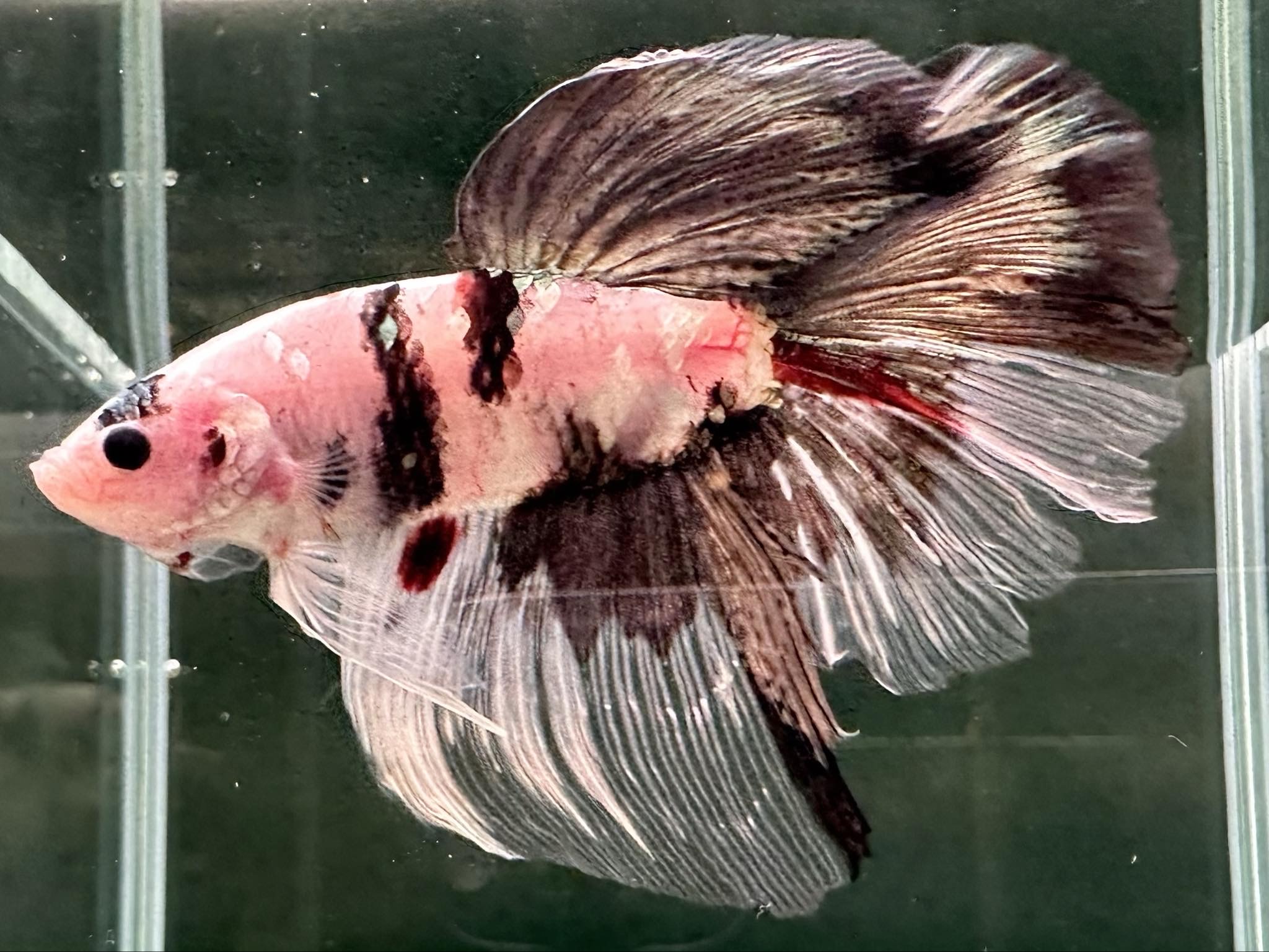 betta1063