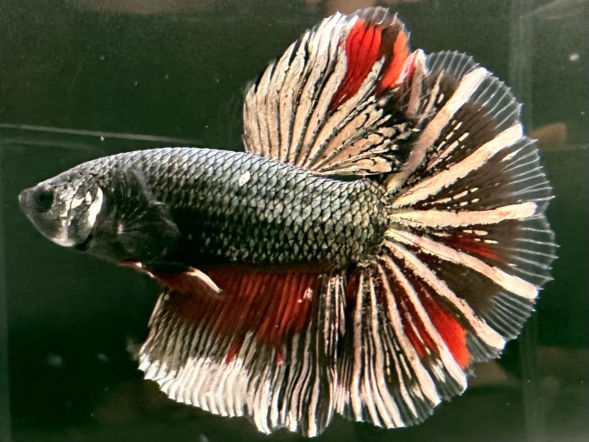 betta1062