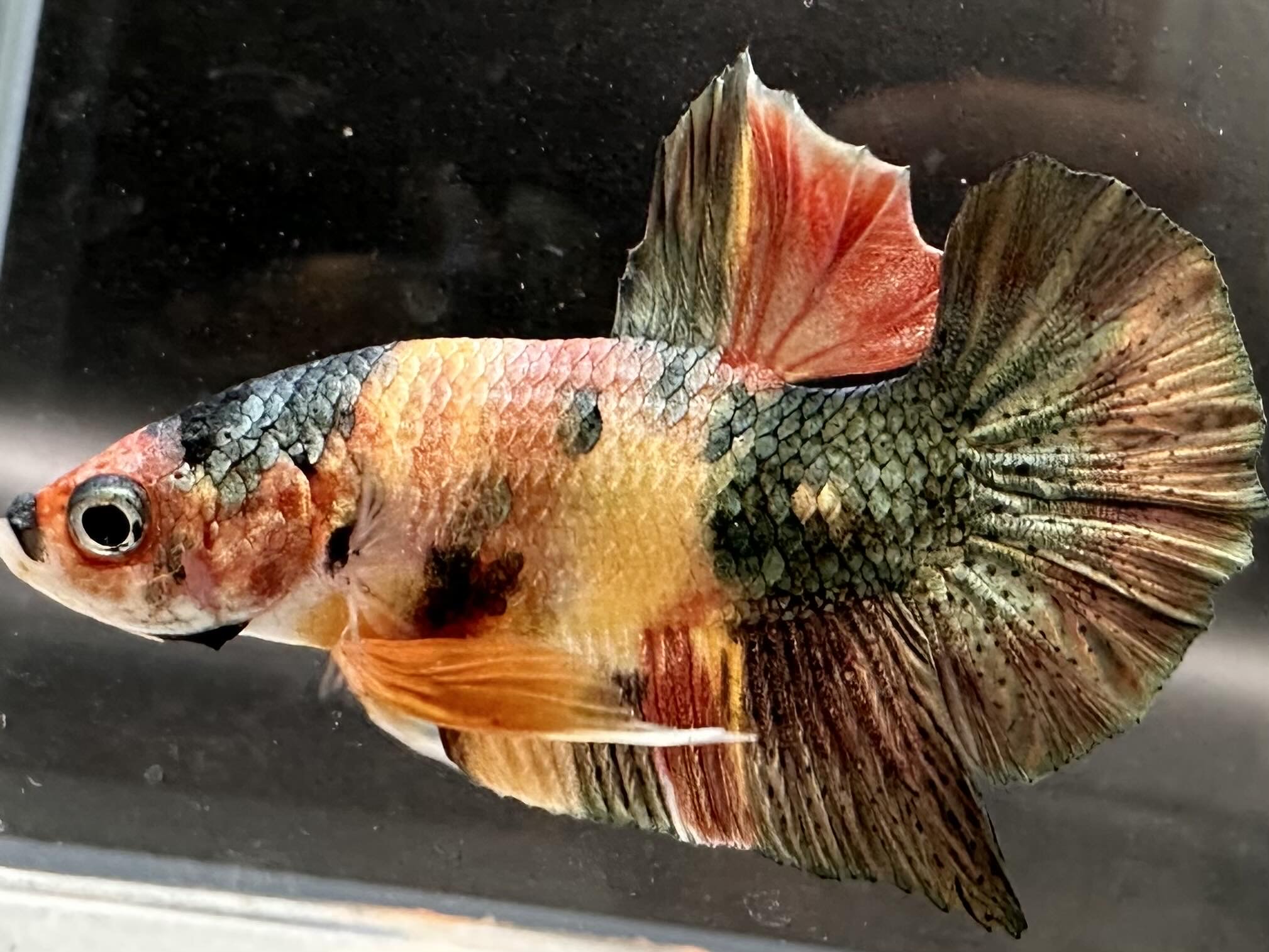 betta1059