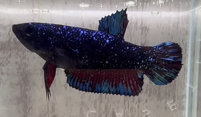 betta1056