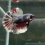 betta1062