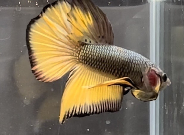 betta1064