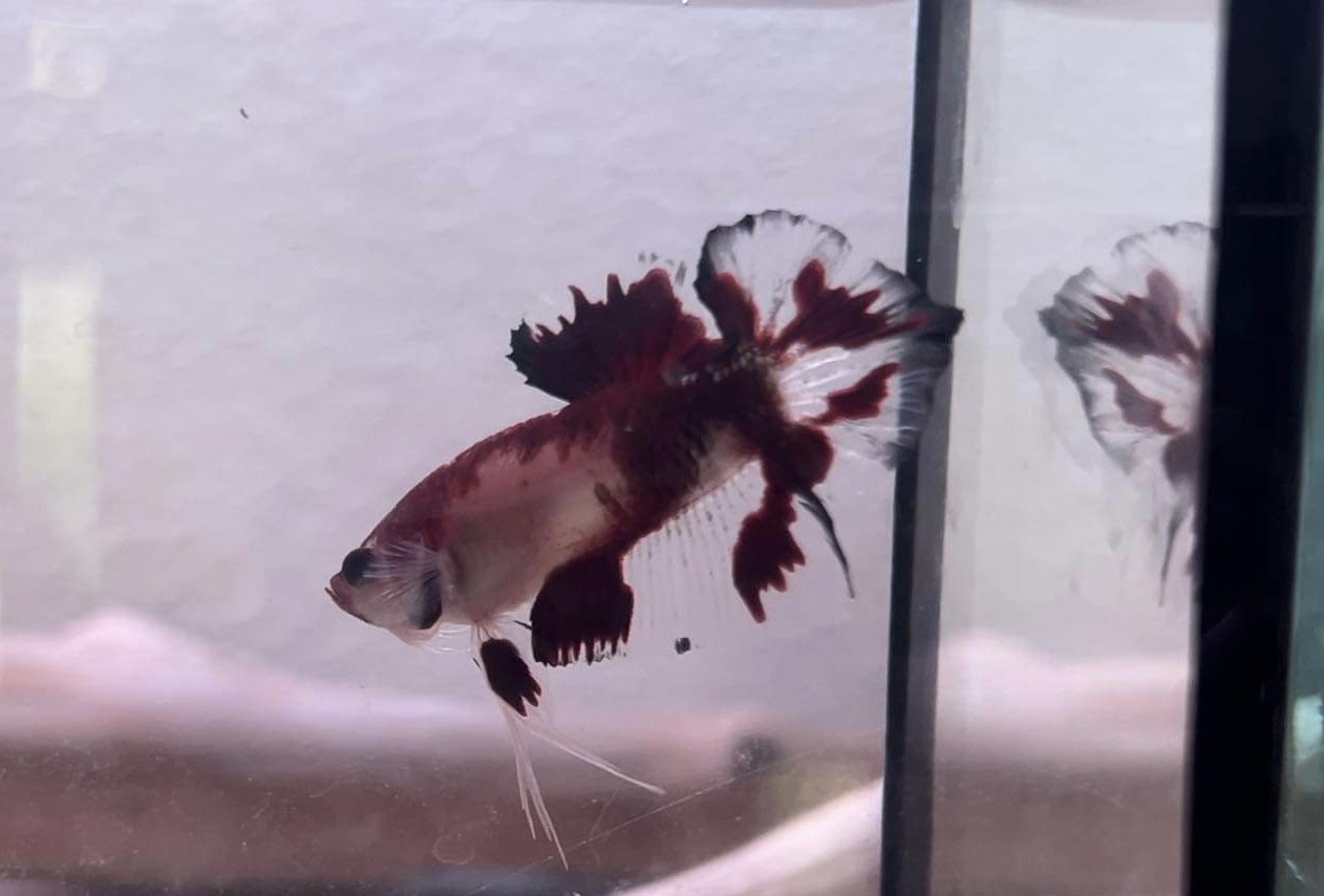 betta1066