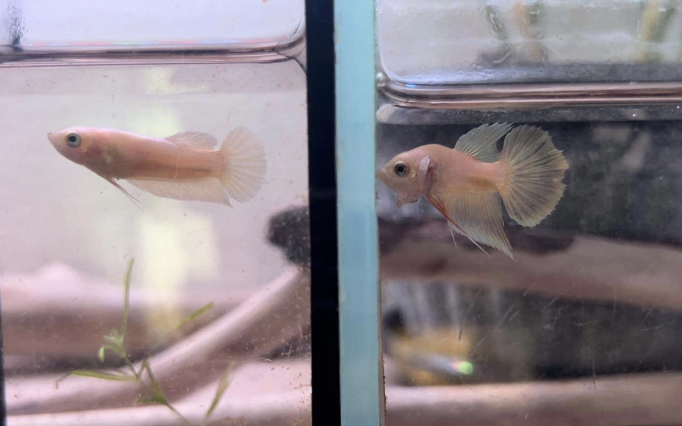 betta1067