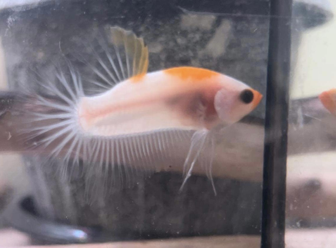 betta1069