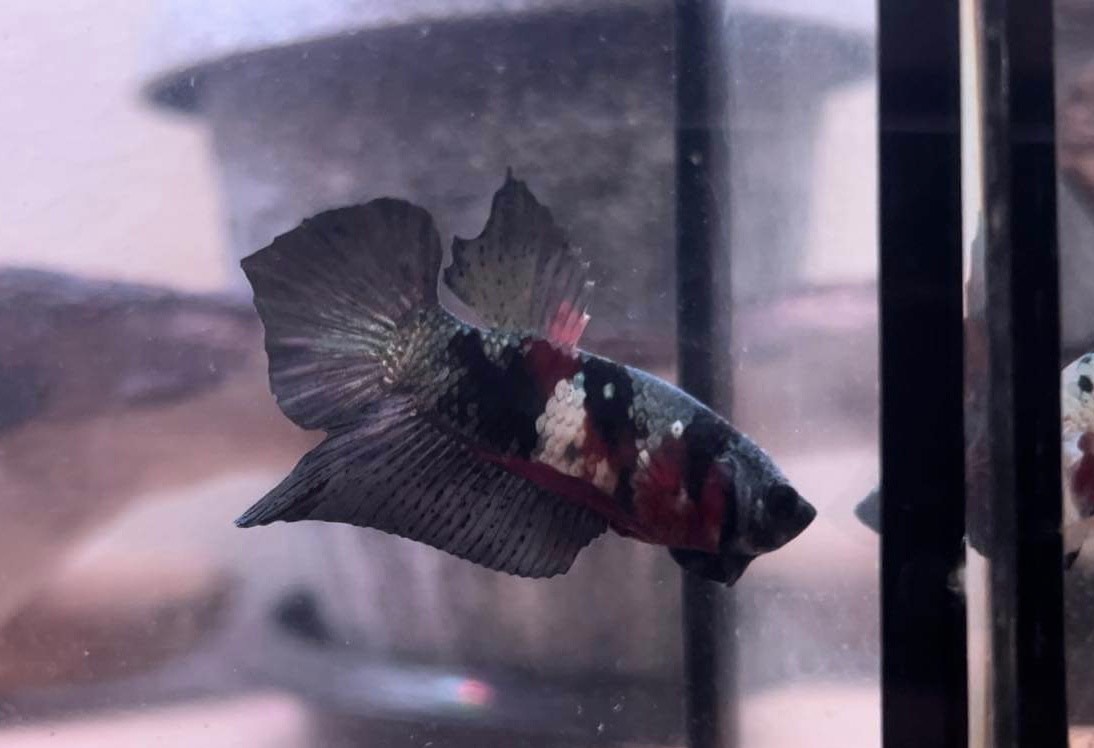 betta1076