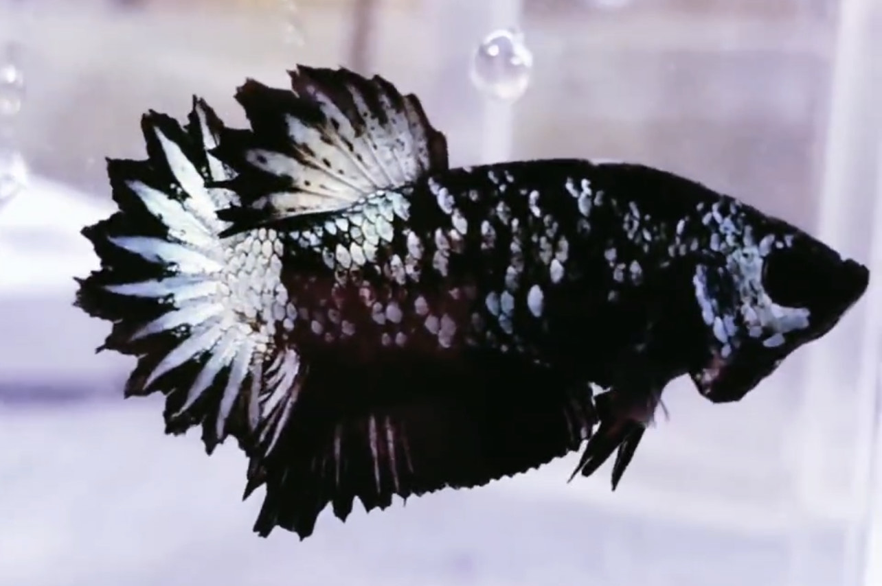betta1082