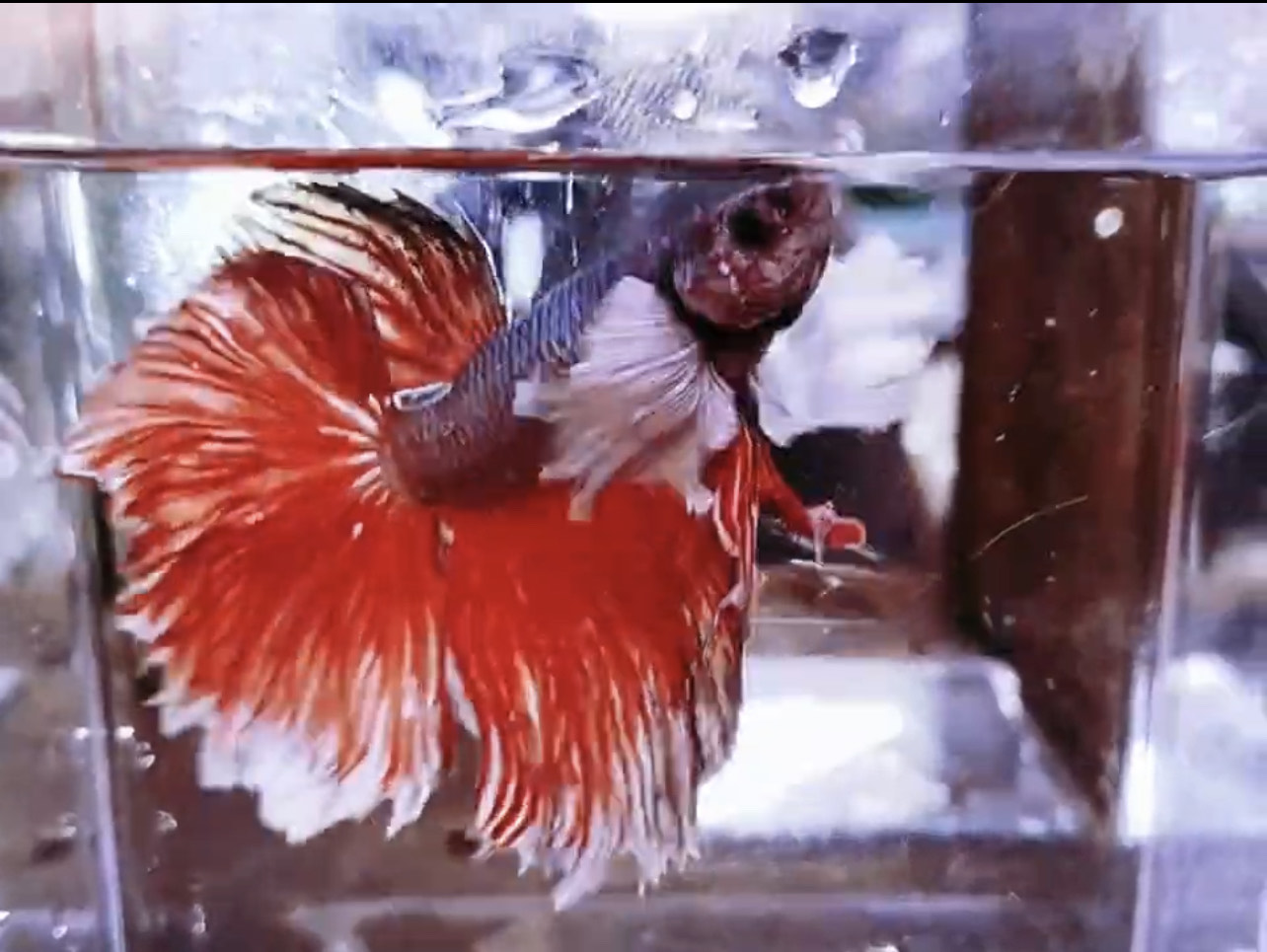 betta1083