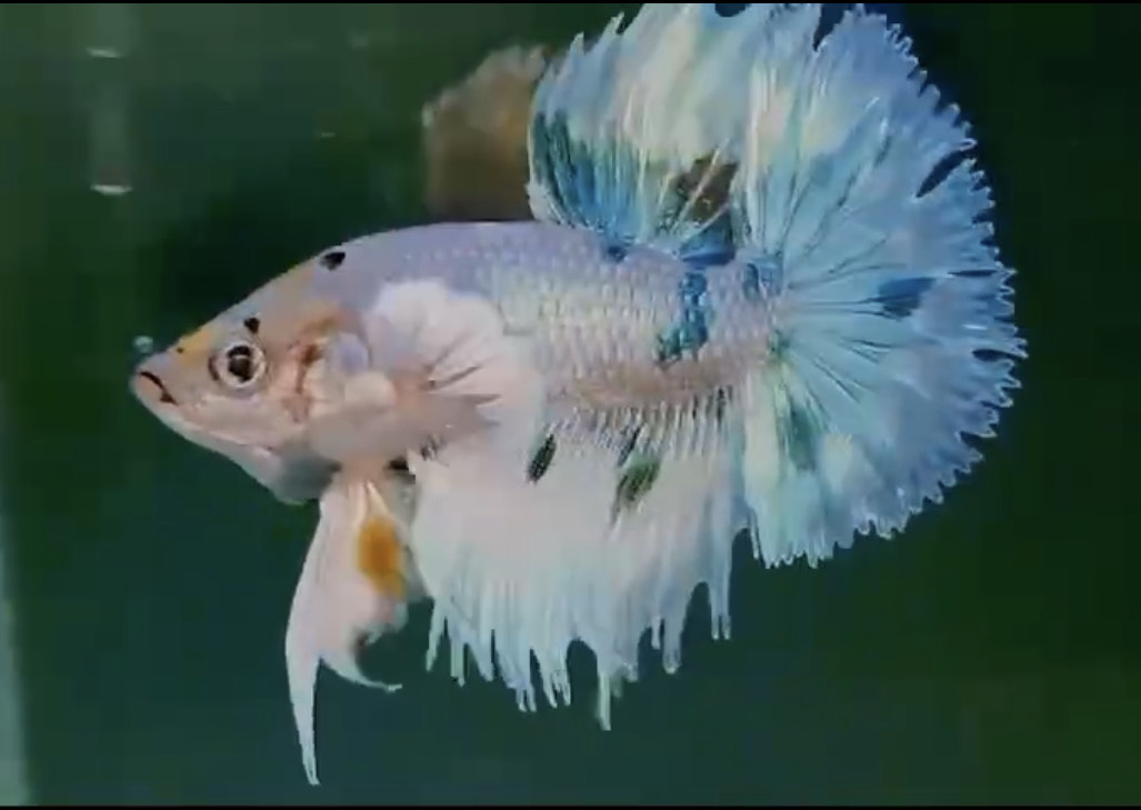 betta1084