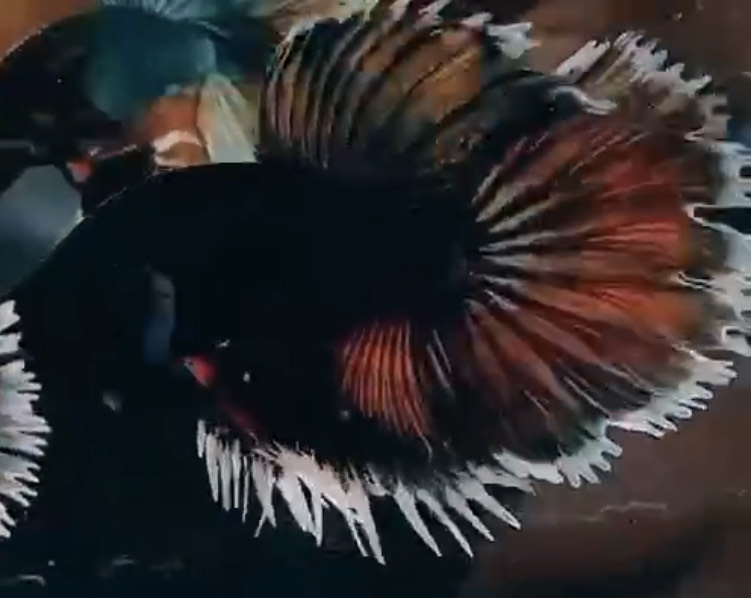 betta1085