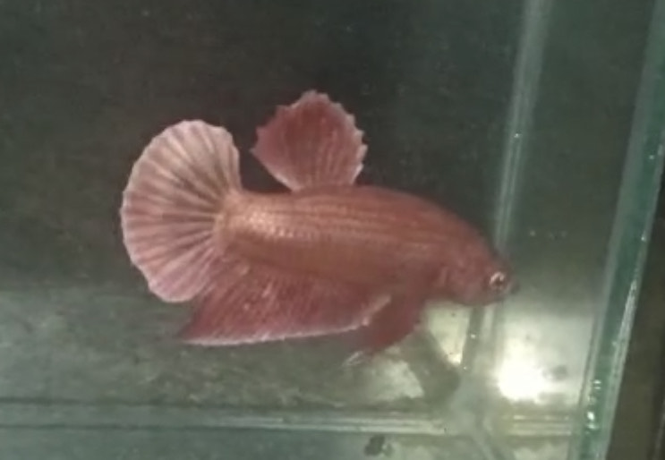 betta1086