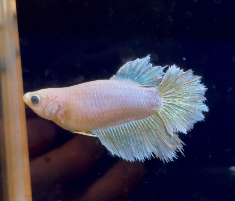 betta1136