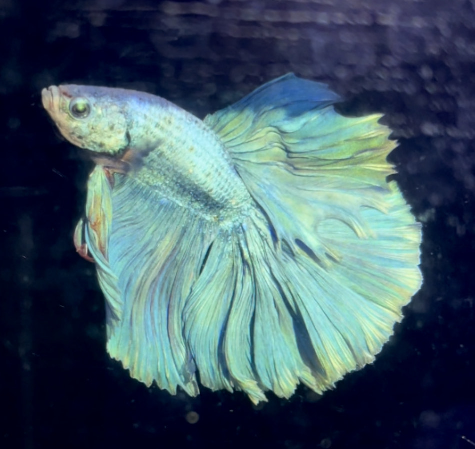 betta1147