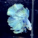 betta1147