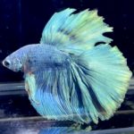 betta1147