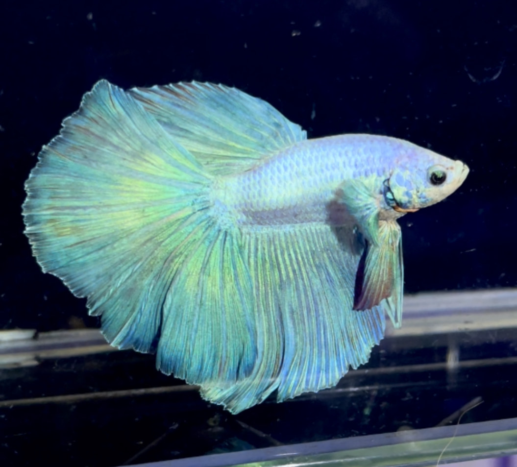 betta1148