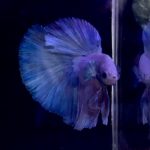 betta1148