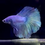 betta1148