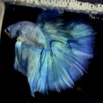 betta1149