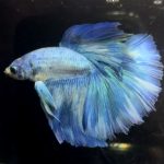 betta1149