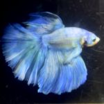 betta1149