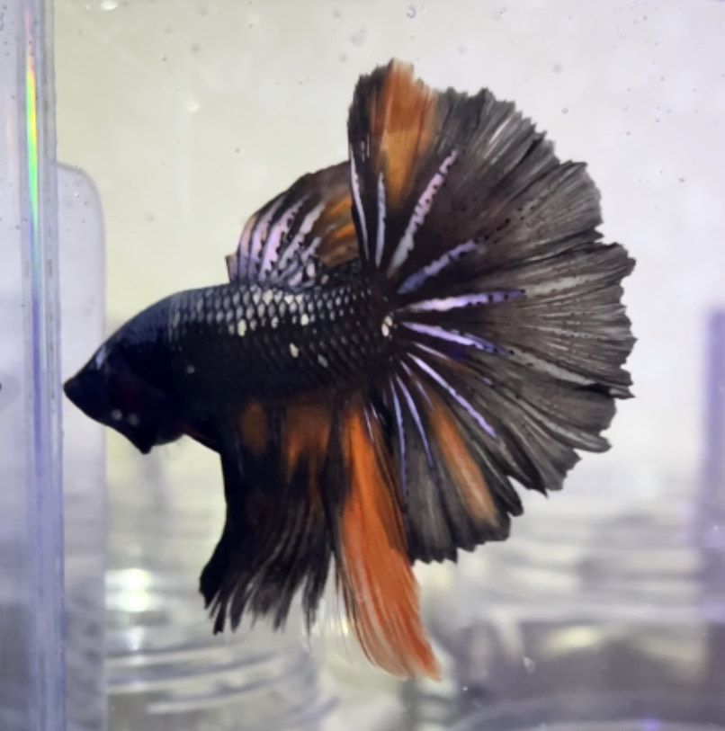 betta1152