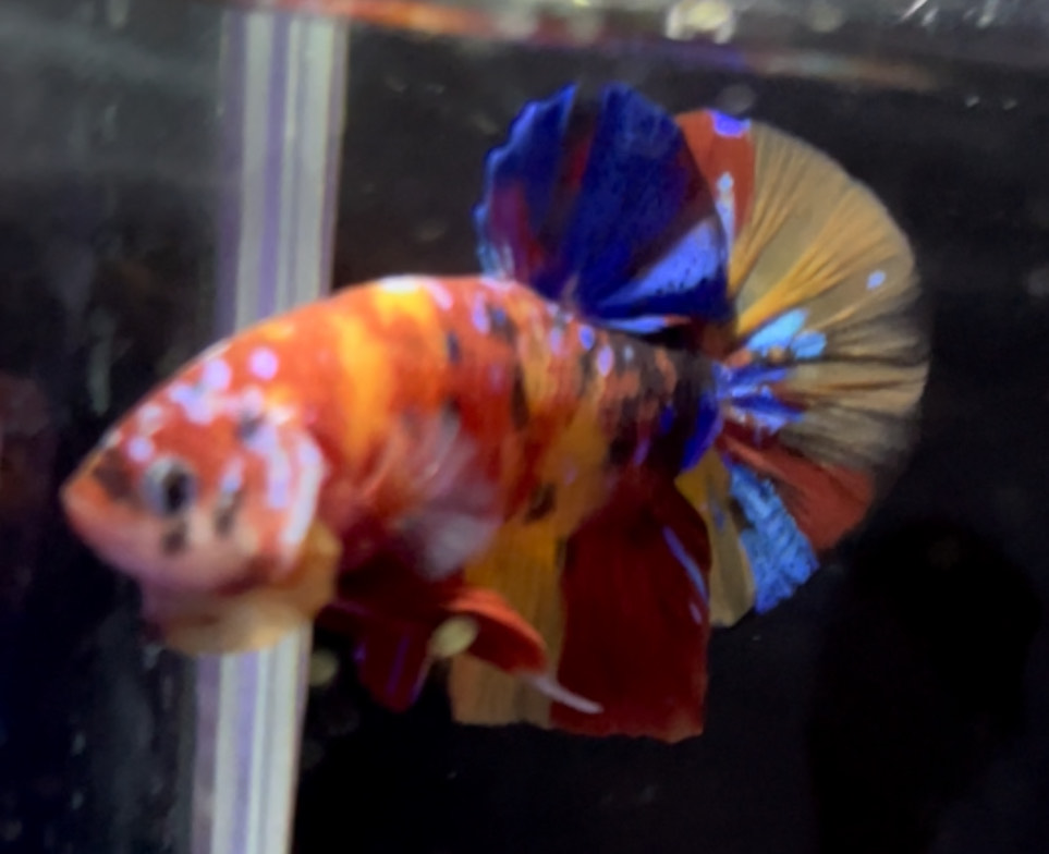 betta1154