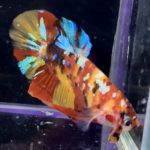 betta1154