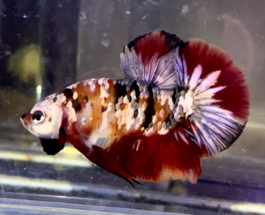 betta1153