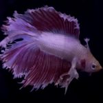 betta1156