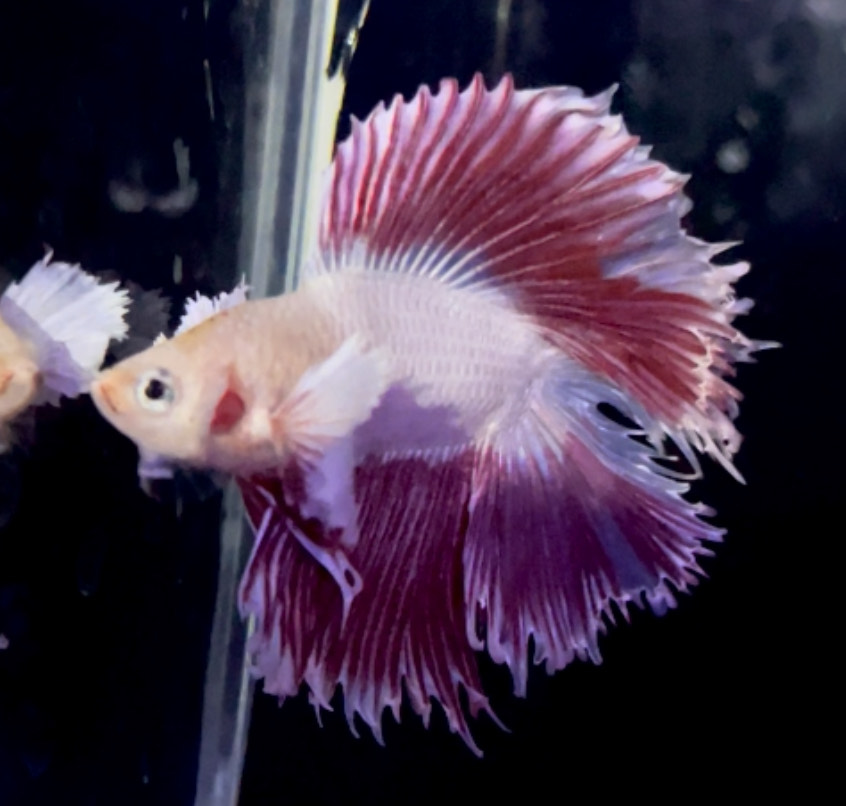 betta1156