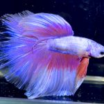 betta1151