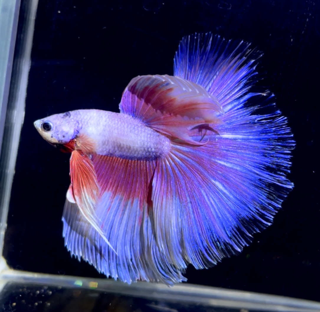 betta1151