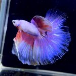betta1151