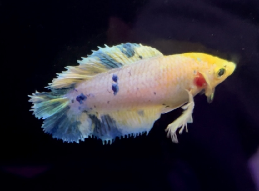 betta1157