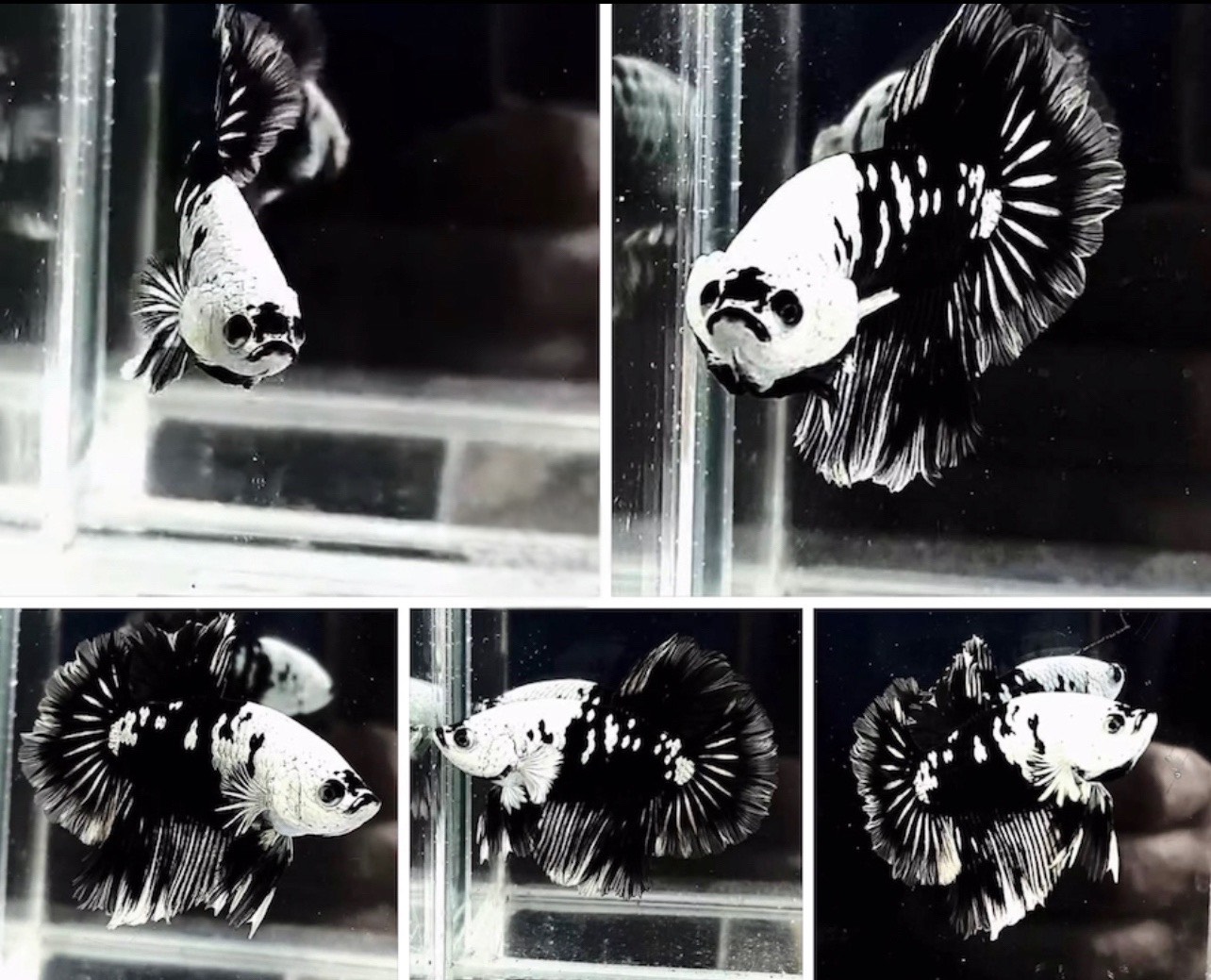 betta1196