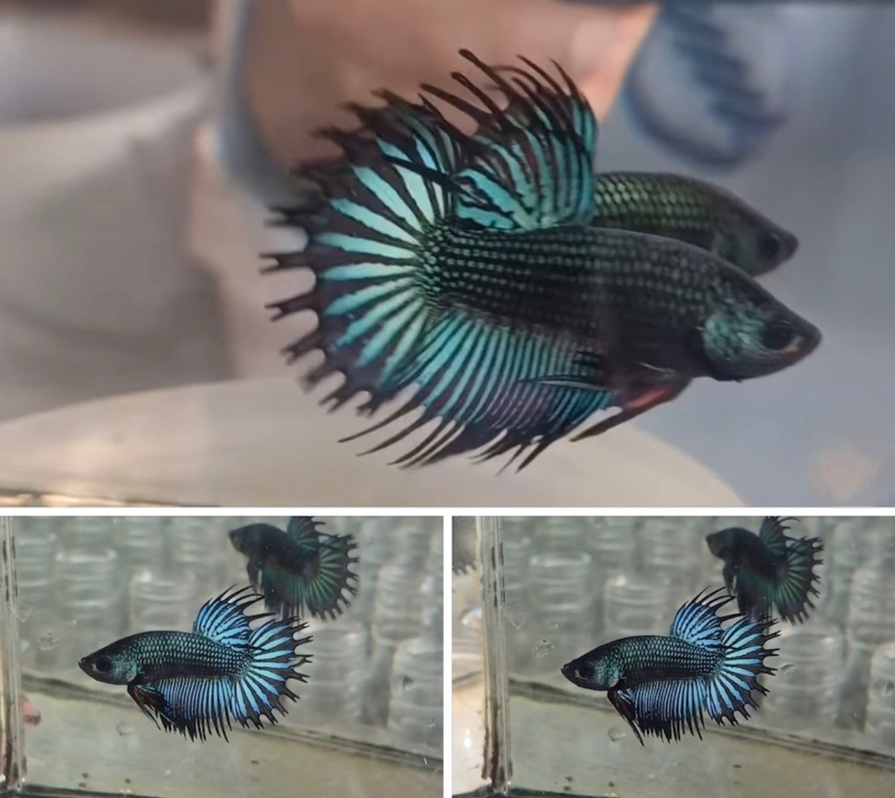 betta1192