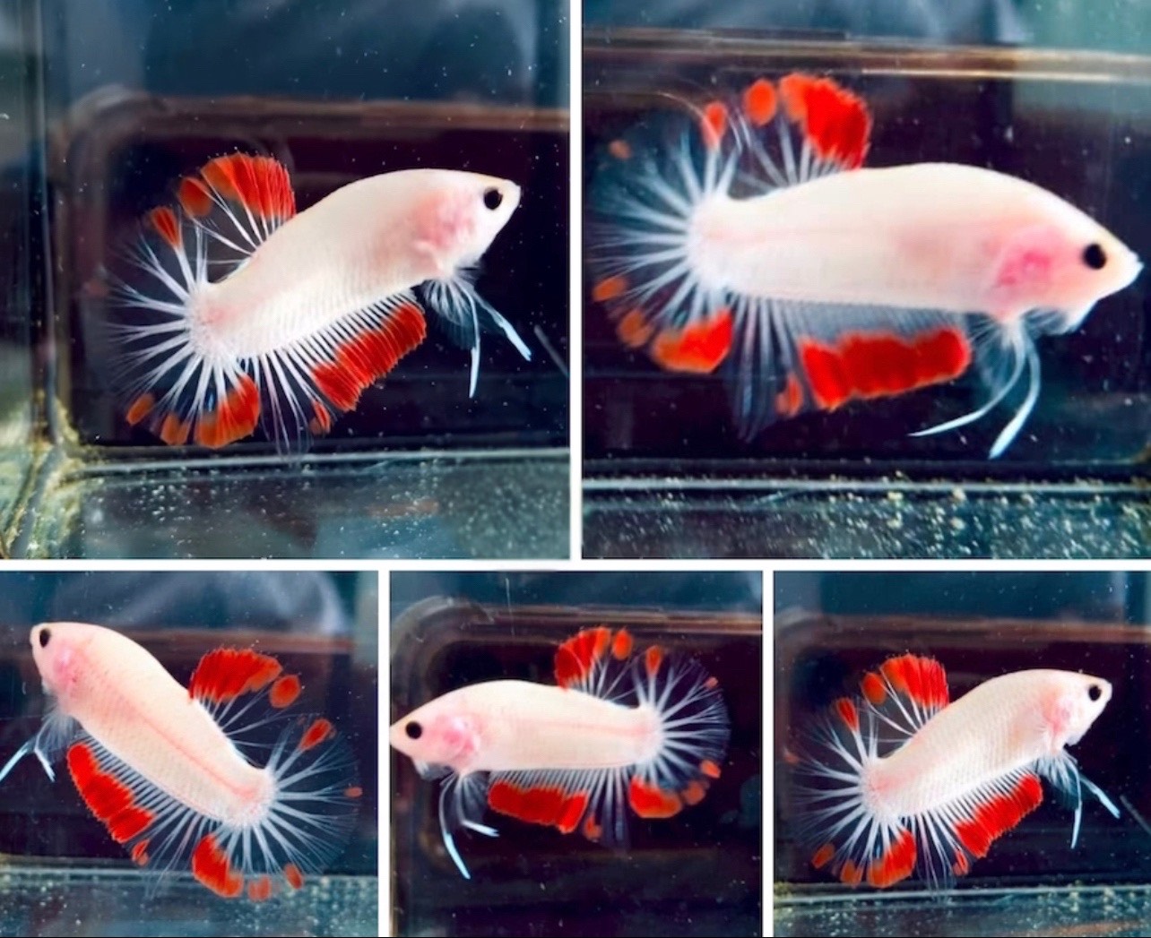 betta1193