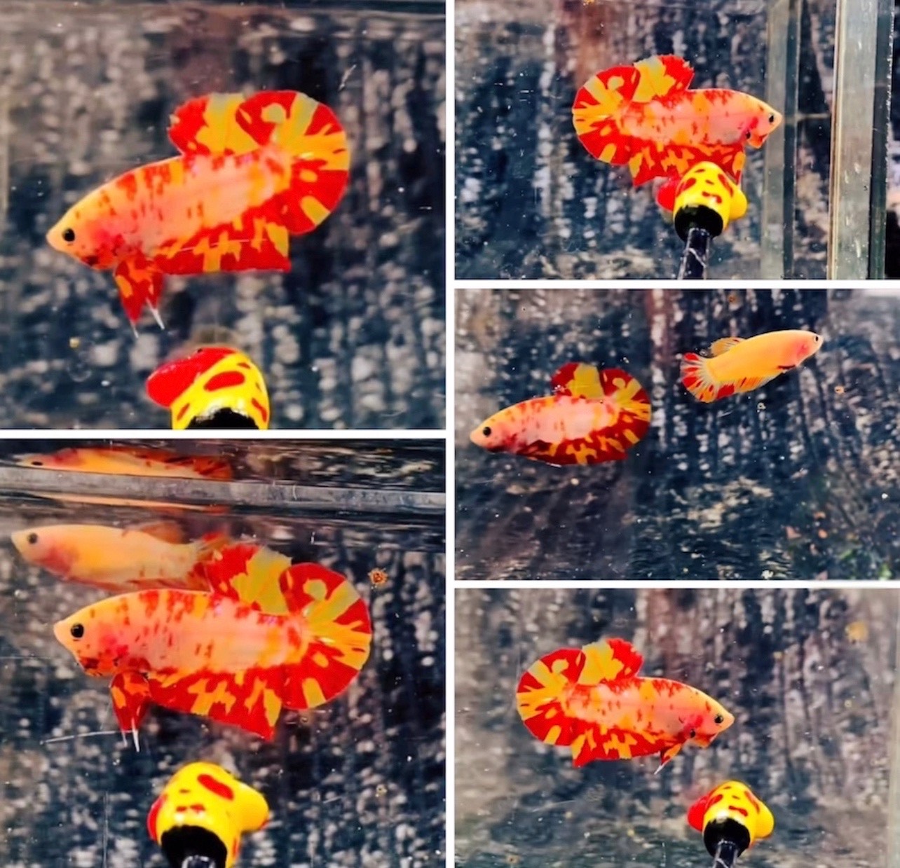 betta1188