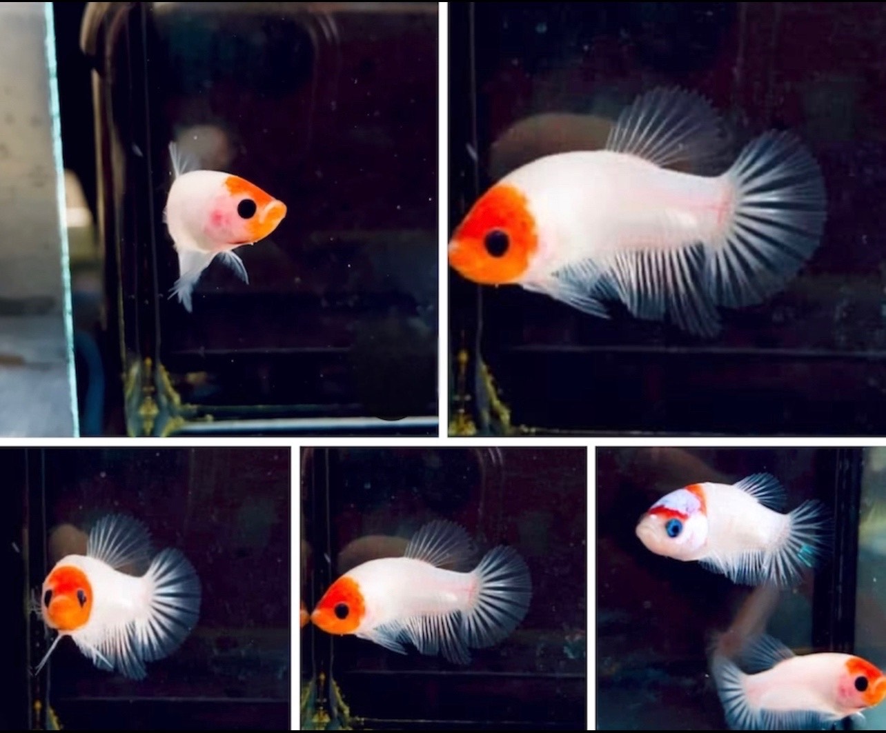 betta1186