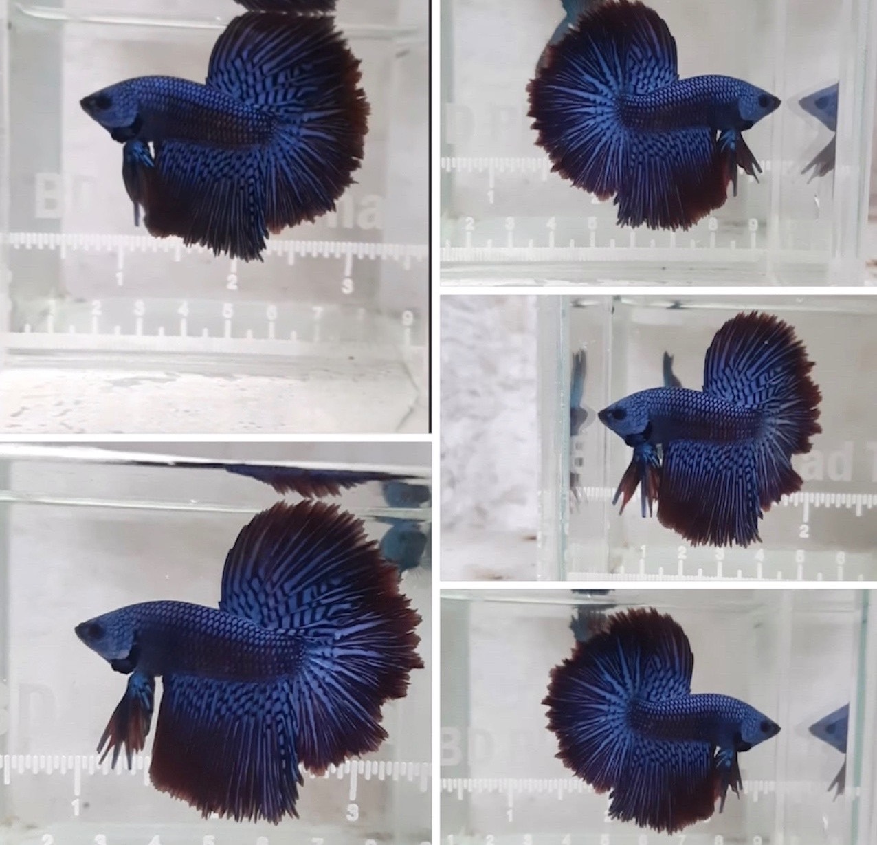 betta1194
