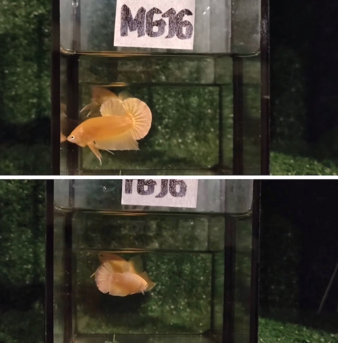 betta1187
