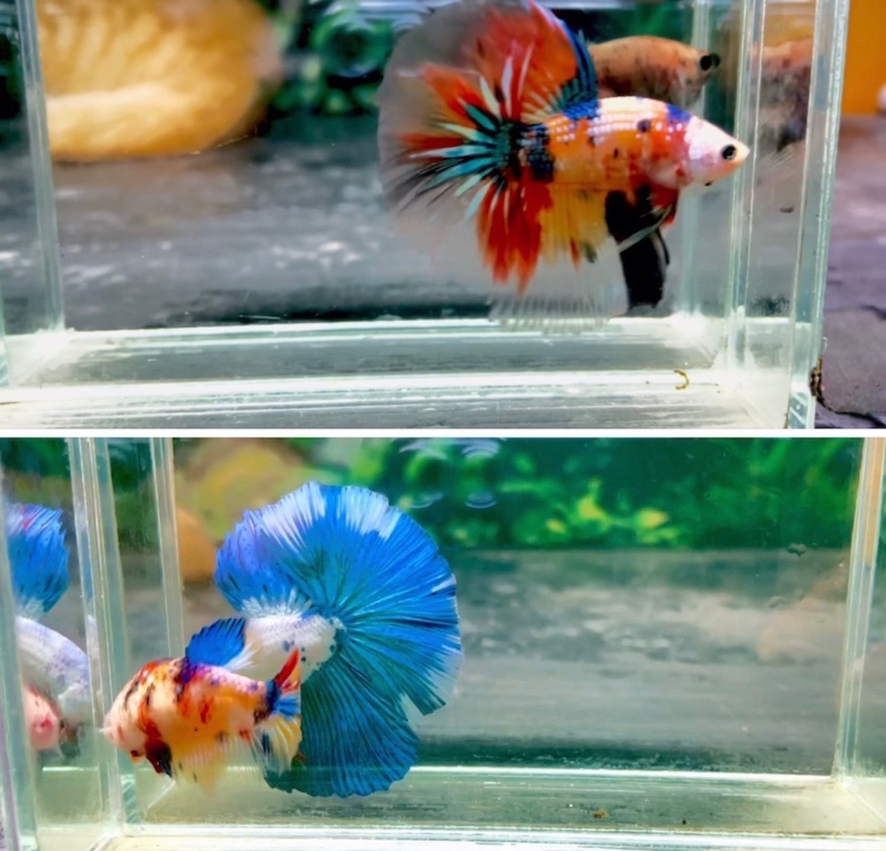 betta1189