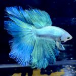 betta1163