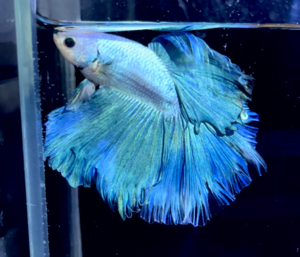 betta1163