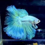 betta1163