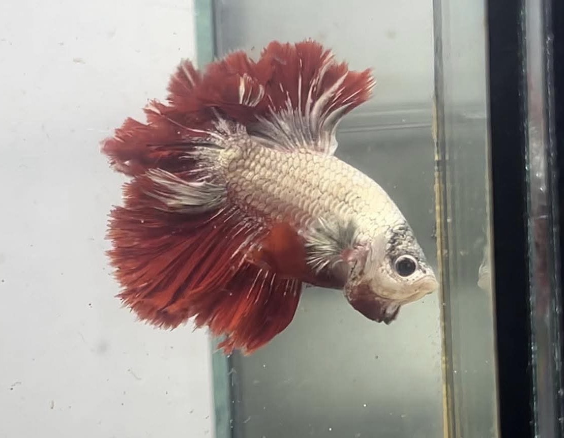 betta1169